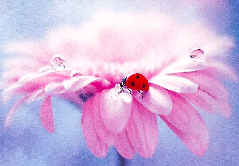 Картичка - За всеки повод